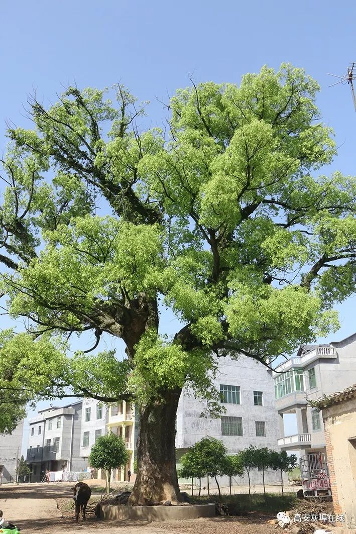 高安gdp超樟树有哪些_谷雨季 诗歌专辑 漆宇勤 向朴素的树木致敬(2)