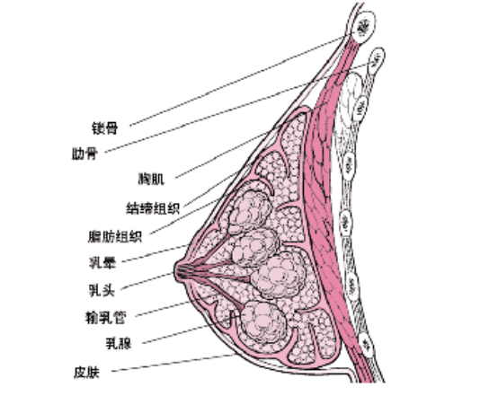 乳腺癌术后护理,护理乳腺癌患者要抓住这4个有效措拖