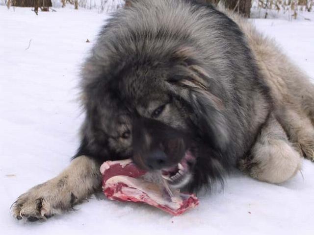 犬什么交错成语_成语故事图片