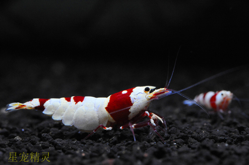 极具观赏性的水晶虾,如何分辨雌雄及水晶虾的繁殖
