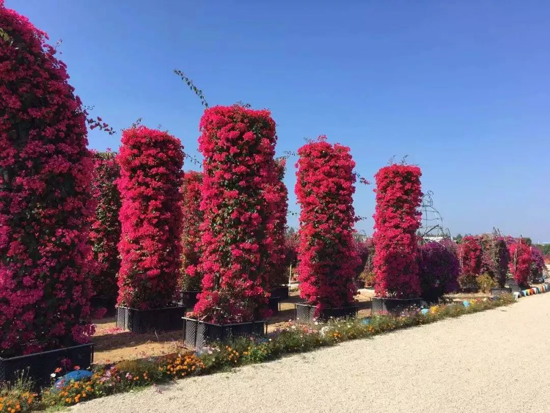 被艳丽的红色装裹着 爱心花墙,花拱门 三角梅造景形成的大型花山 临湖