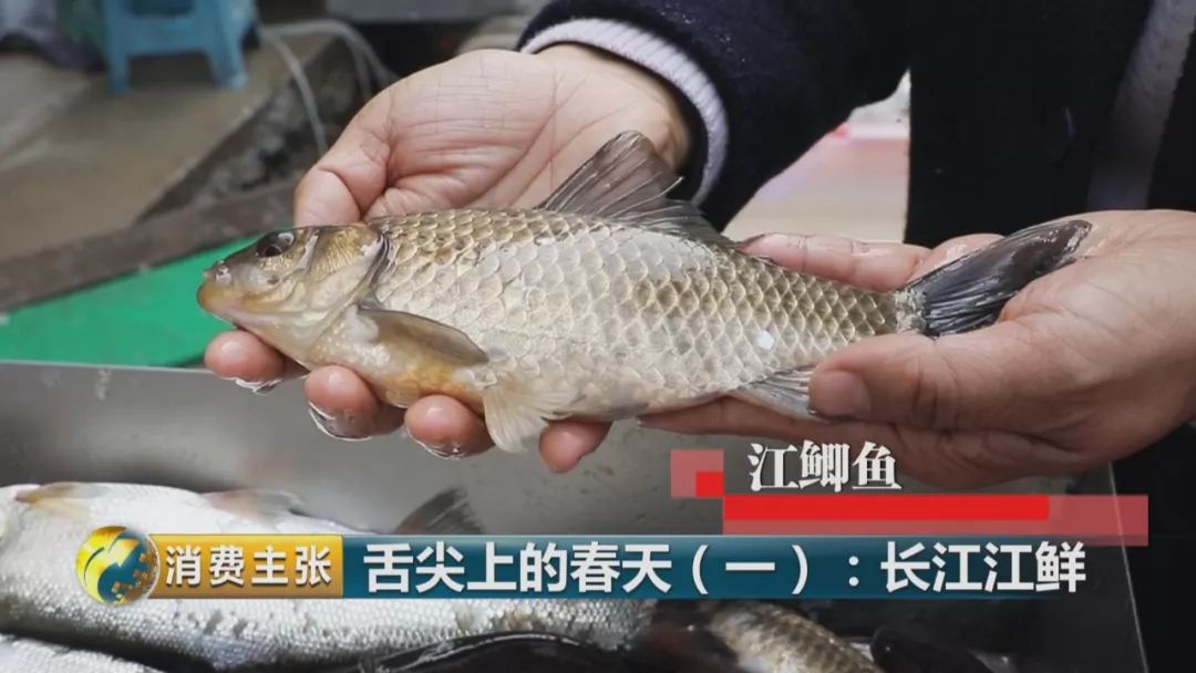 朱壮英 酒店负责人:外地人到扬中来,要吃各种江鲜的味道,这个鱼是混聚