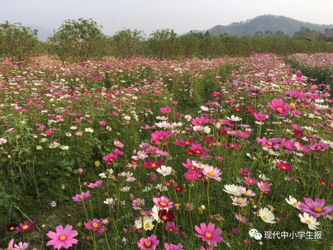 旅游 正文 花卉小镇农夫庄园位于清远市清城区东城街道清高公路金鸡岩