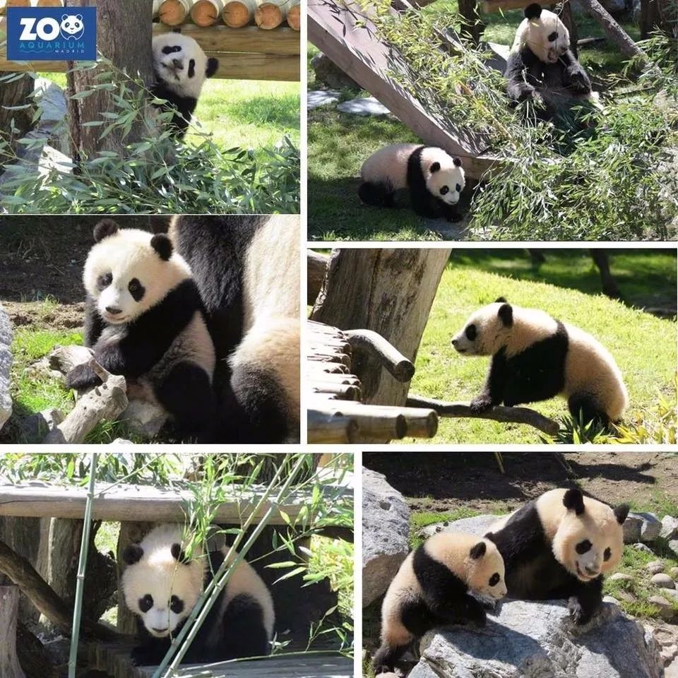 两只大熊猫明日启程来贵阳,黔灵山公园熊猫馆开放在即