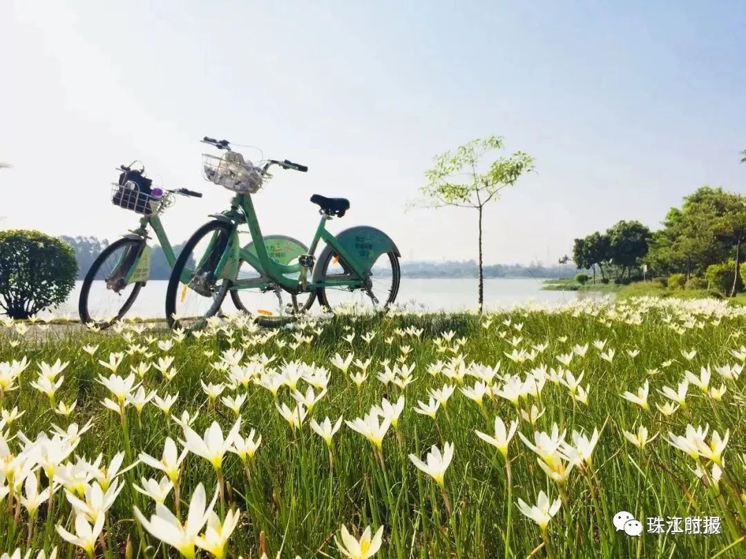 地址:三水区云东海桂花岛 门票:免费 自驾:广佛高速——二广高速广州