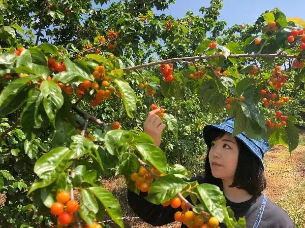 就拿赤鹫垭口村的农户杨华荣说的那样