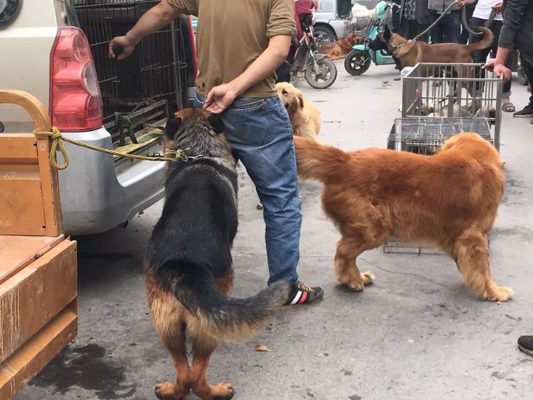 内黄狗市场热闹非凡