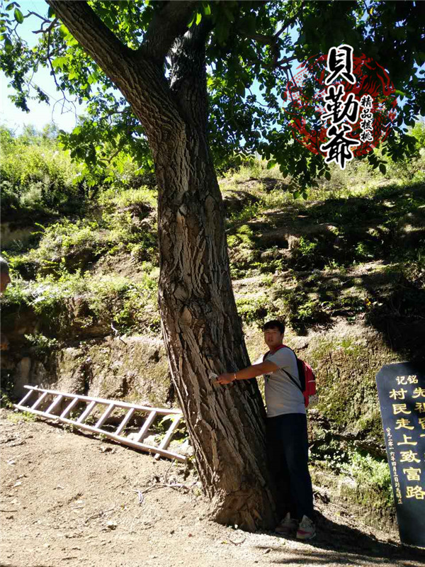 野生南将石狮子头介绍