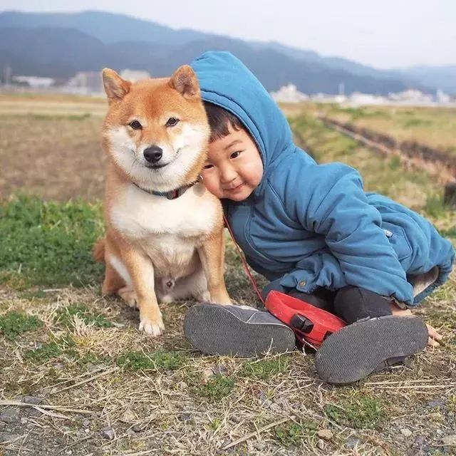 刷爆朋友圈的柴犬哥哥与萌娃照,太太太太太治愈了!