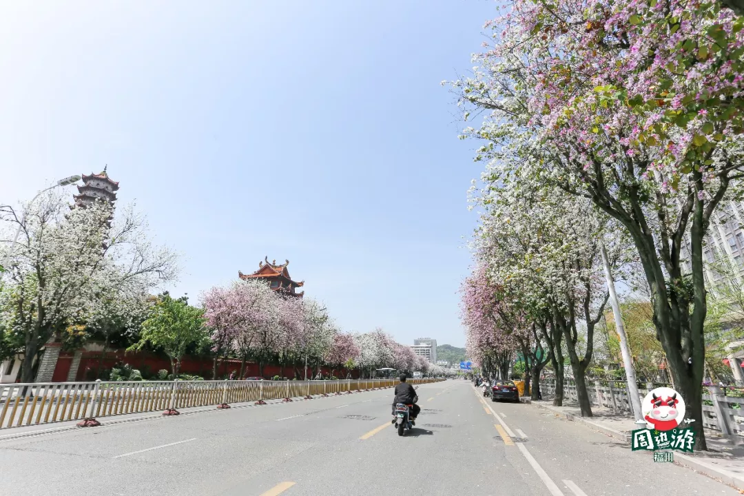 福州街头行道树直接叫板京都樱花!这次福州真的美绝了!