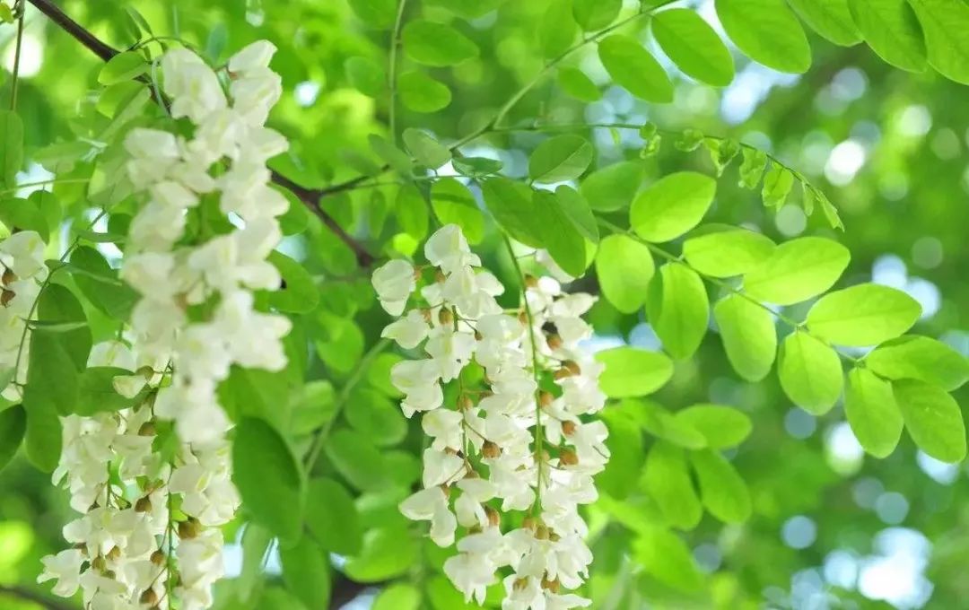 当季的槐花焯水后挤去多余水份,在冰箱里冷冻保存,可以随吃随取哦.