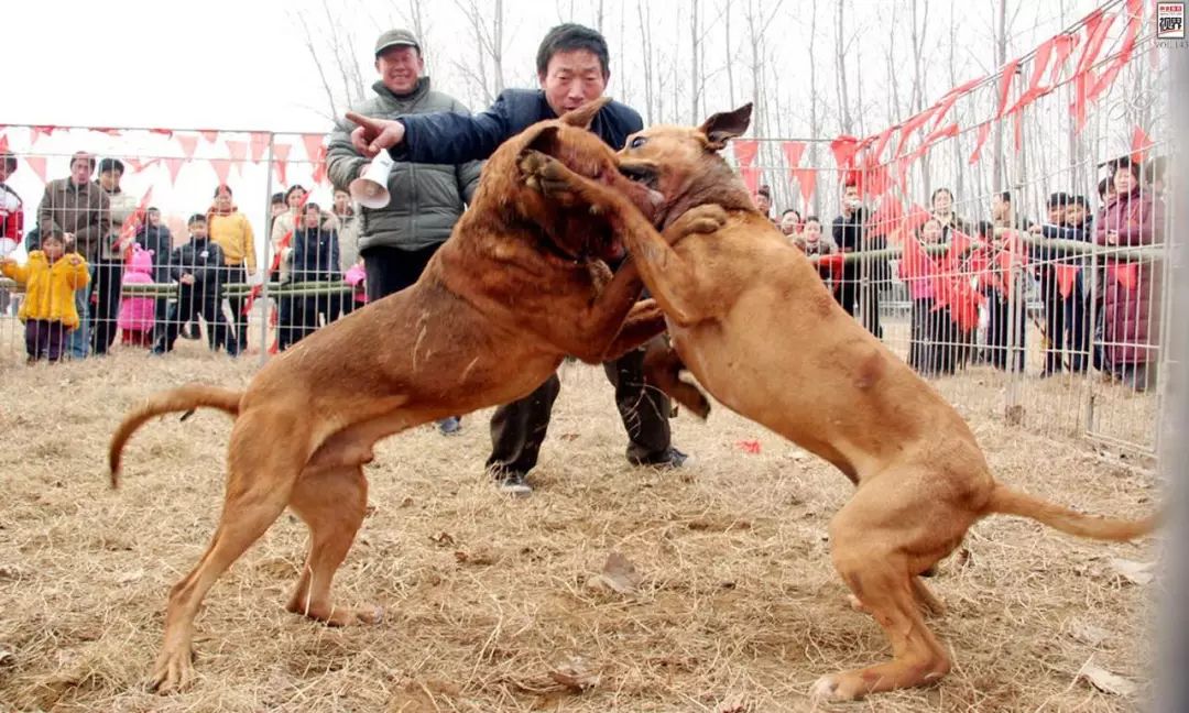 它是人们口中的"狗王",满身是血却满眼胆怯