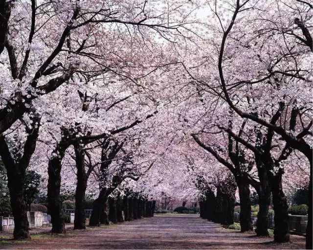 北海道,日本最后一抹樱花盛景!