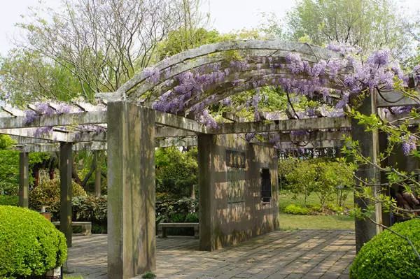 超浪漫的紫藤花来啦!全上海最美的赏花地点,有你家门口的吗?