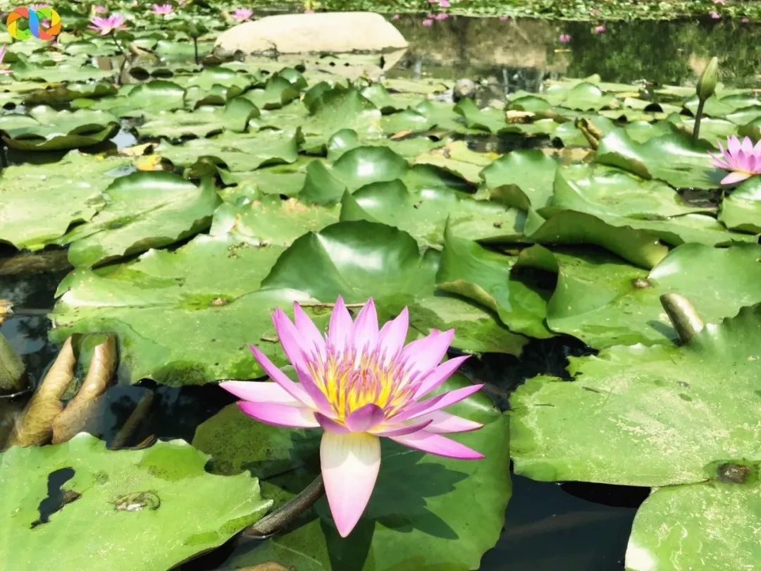 旅游 正文  小编前些天在朋友圈看到有人晒美美莲花图,以为他去哪里玩