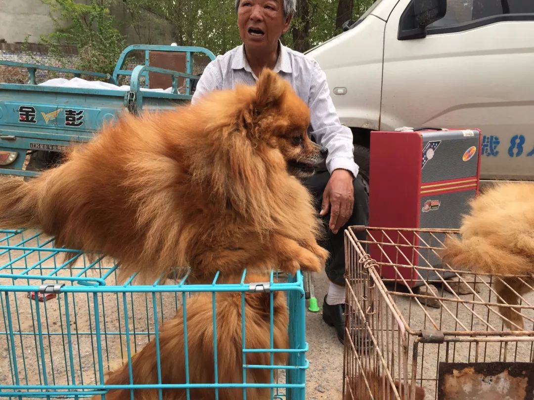 内黄狗市场热闹非凡