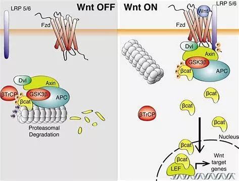 pnas:研究发现促进经典wnt信号受体复合体形成的重要分子