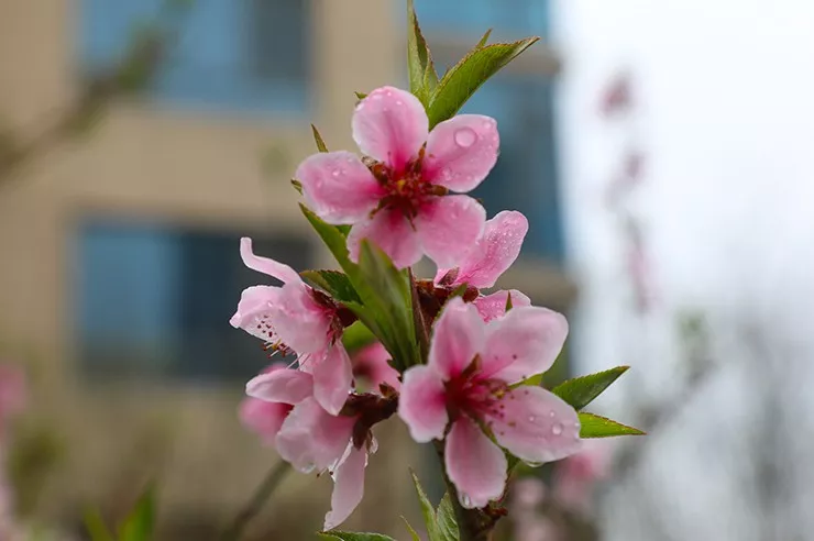 燕达雨景春雨润如酥