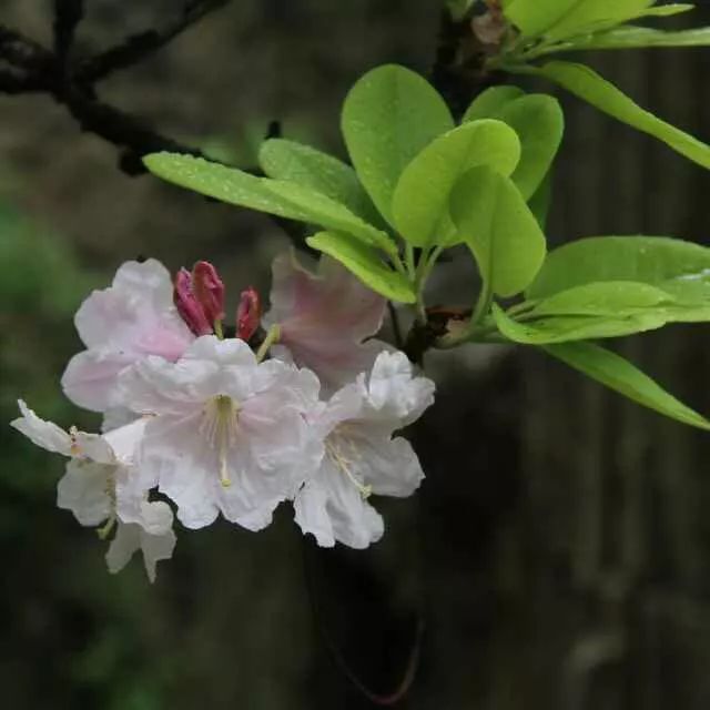 华顶是天台山的主峰,海拔1098米,想象一下,杜鹃花在云中开,雾在花间飘