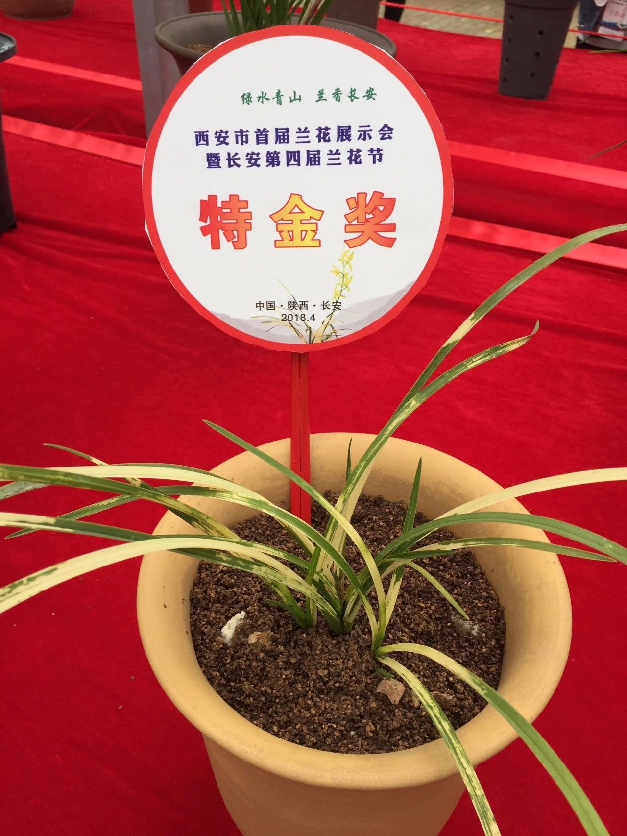 西安市首届兰花节暨长安第四届兰花节隆重举行