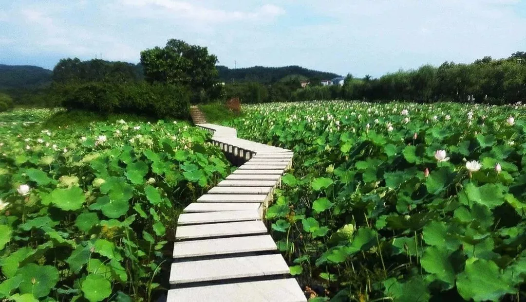 (温馨提示:虽然现在天气还不算热,但还是建议做好防晒措施) 说到莲塘