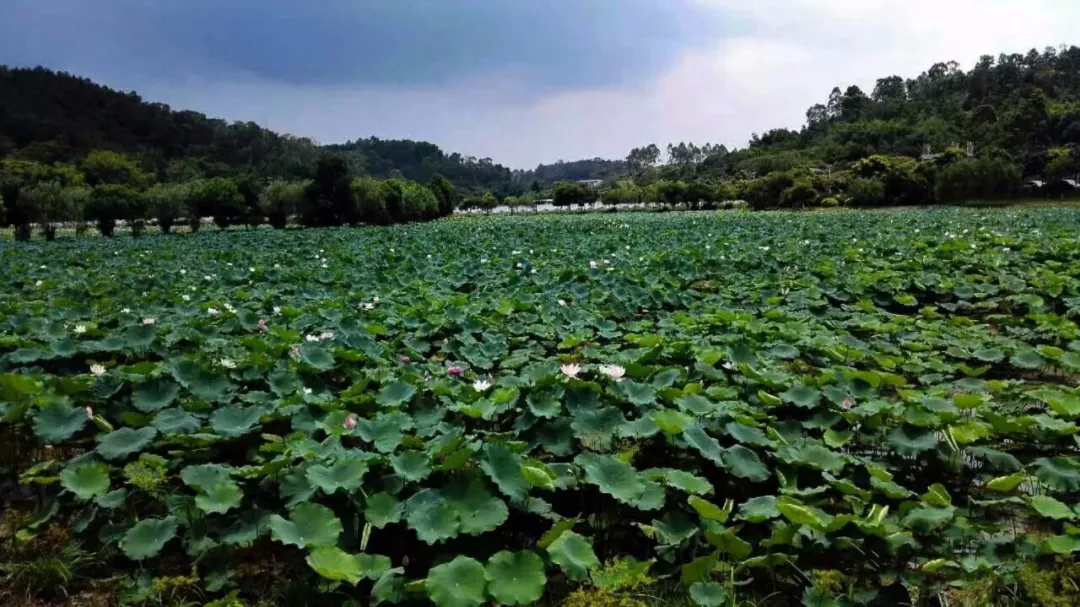 (温馨提示:虽然现在天气还不算热,但还是建议做好防晒措施) 说到莲塘