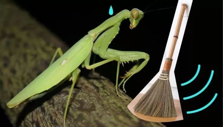 无独有偶,据日本研究人员证实, 一种可能来自中国的螳螂,通过进口