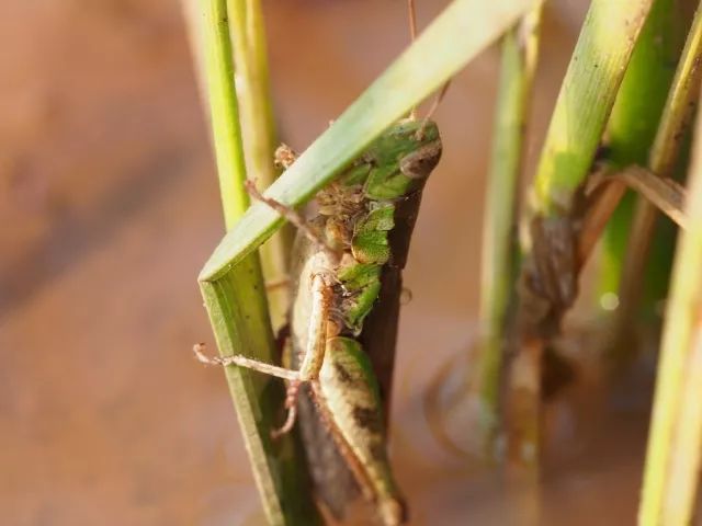 直翅目的成员,如蟋蟀,螽斯,蝗虫都是这种类型,而他们也都可以在水稻田