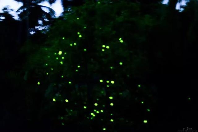 泰国最美的萤火虫森林，如今正在慢慢消失……