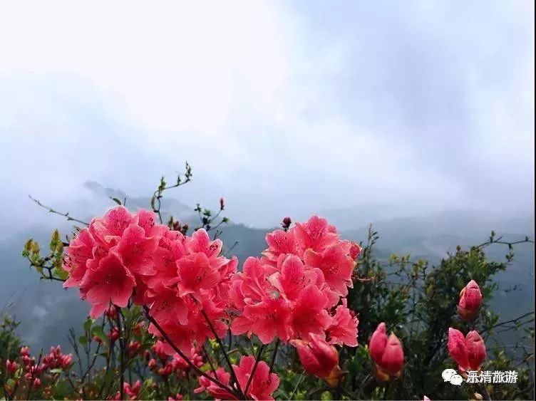 乐清老车站—大荆车站—智仁乡—太湖山村 乐成街道城北灵山的杜鹃花