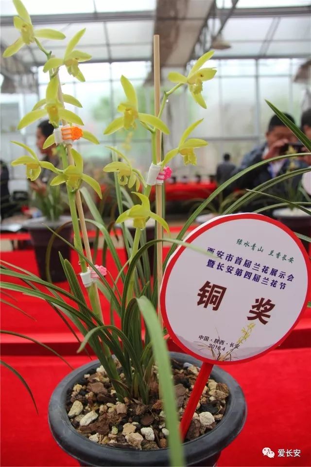 资讯:西安市首届兰花节暨长安第四届兰花节