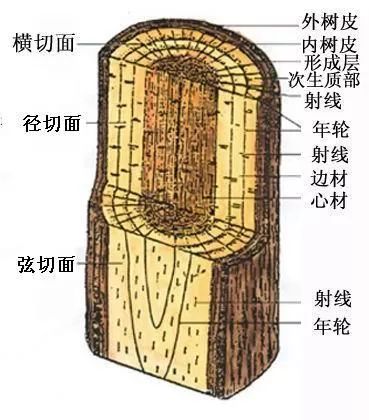 通常经过切割,可以获得三种切面,即径切面,横切面与弦切面.