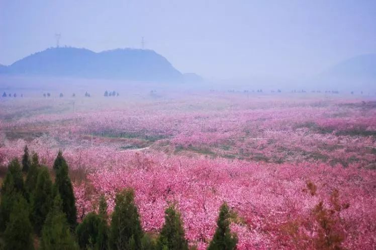 徜徉浪漫国际桃花海 享受冬暖夏凉模块房