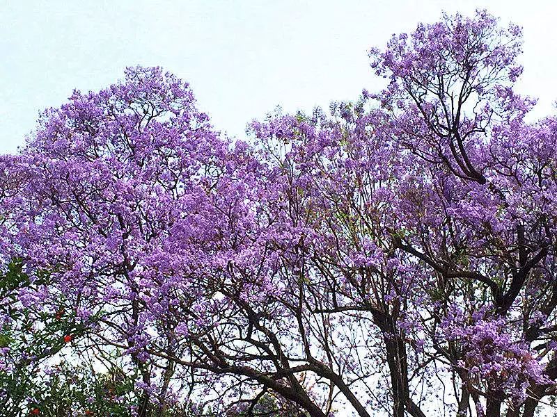 漫天紫色席卷攀枝花梦幻蓝花楹张张都可以做屏保