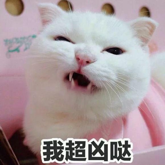 喵星人表情包│真让猫头秃