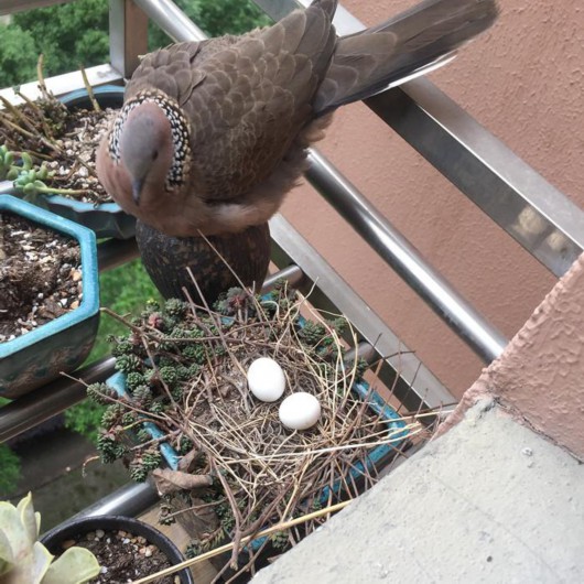 第一枚鸟蛋只是开始,此后,因为珠颈斑鸠一家的加入,月小季的家庭时常