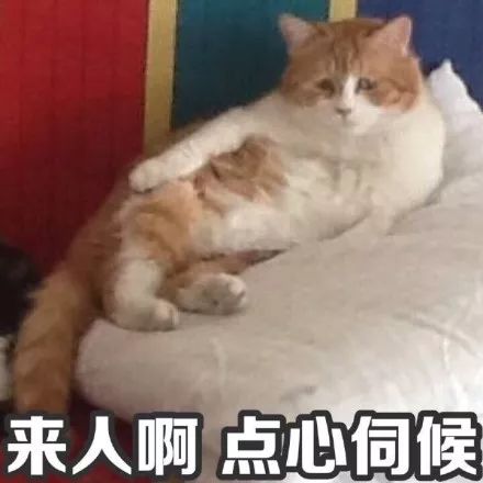 喵星人表情包│真让猫头秃