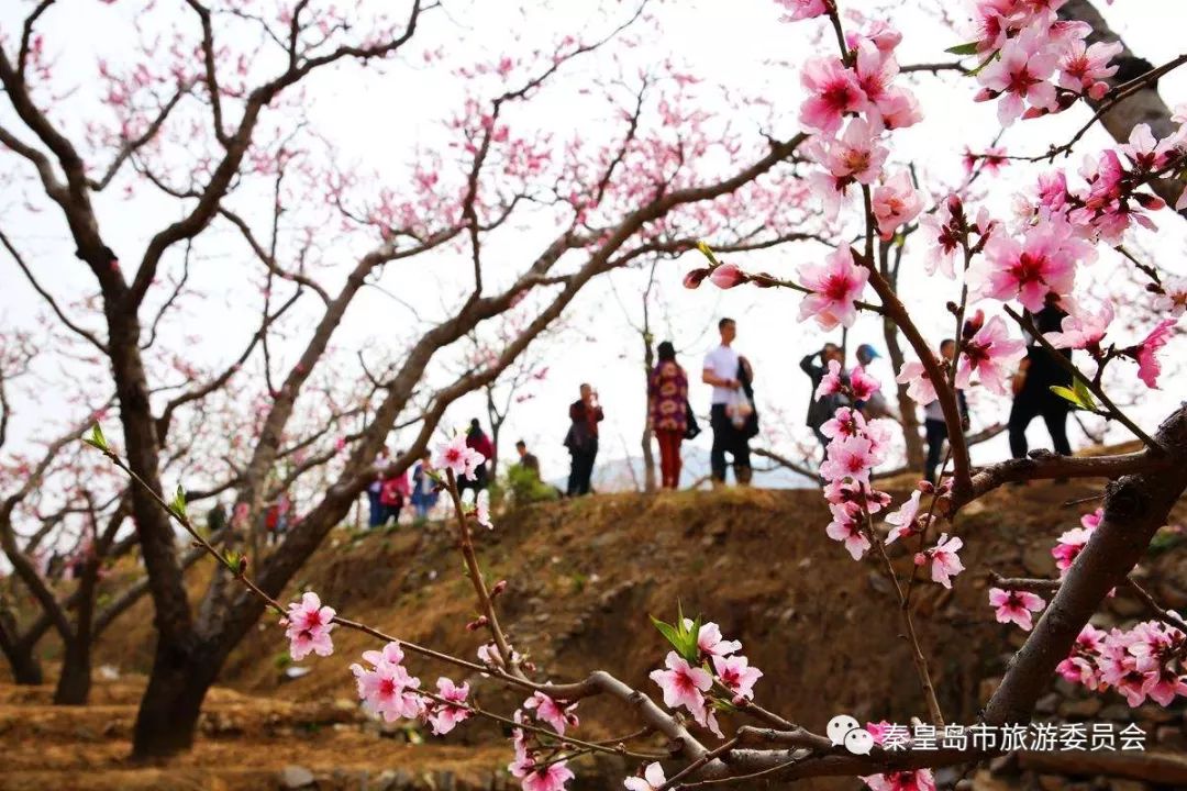 小岛"梨花节"启幕,看梨花来这里!