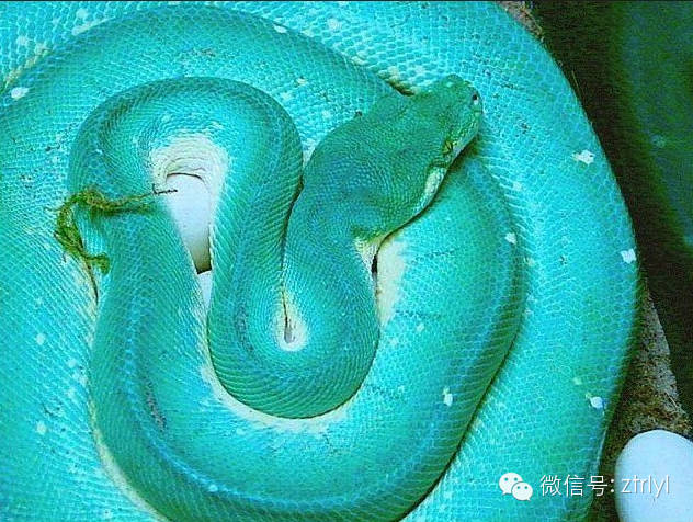 妖娆的梦魇——绿树蟒(green tree python)品种介绍