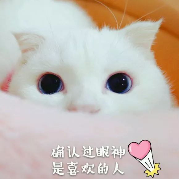 喵星人表情包│真让猫头秃