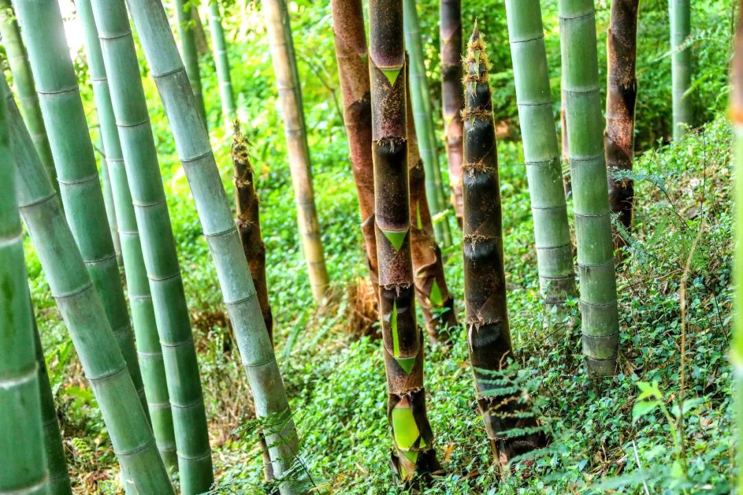 峨眉山竹笋,生命的别样美丽!