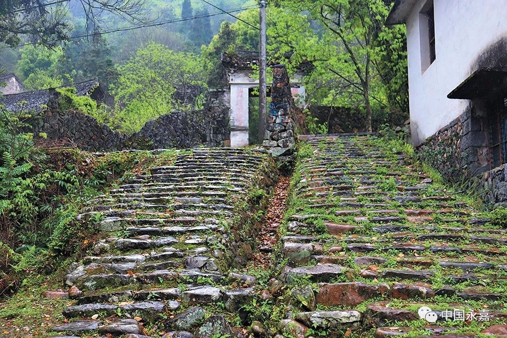 永嘉这个村一年四季花常开,还有10