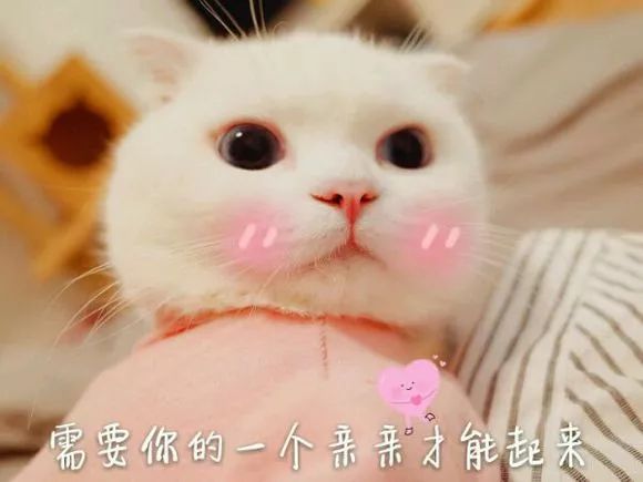 喵星人表情包│真让猫头秃