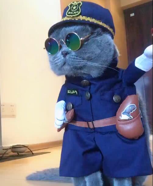 猫咪变身黑猫警长全身警察服装特别霸气可爱