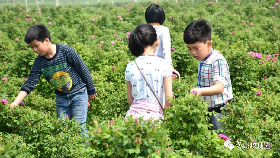 这场花事缘于分享园主收获的喜悦,赠人玫瑰,手有余香,我愿与你同采撷