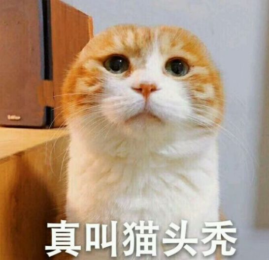 喵星人表情包│真让猫头秃