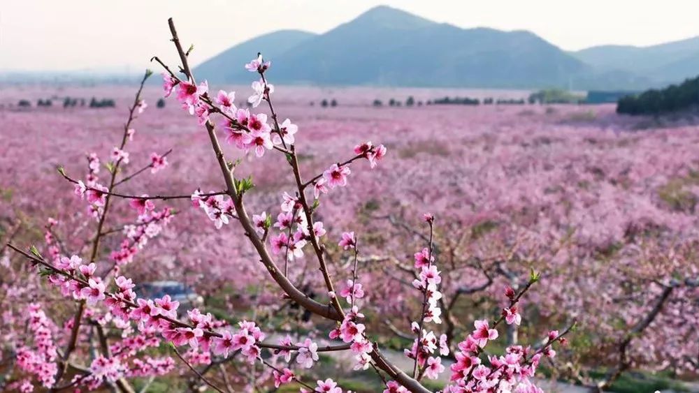 一日游【平谷桃花】万亩桃花海 赏花拍照 京东石林峡