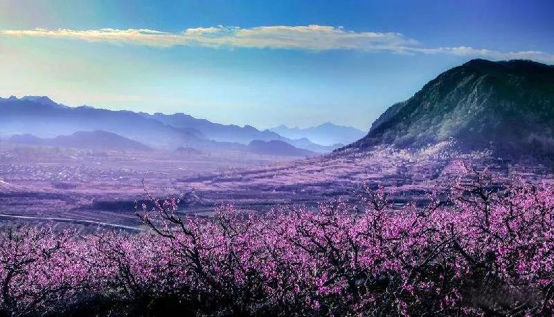 徜徉浪漫国际桃花海 享受冬暖夏凉模块房