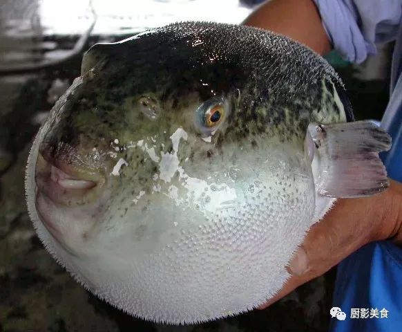 日料最顶级的59种鱼