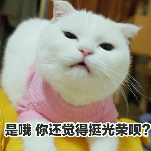 喵星人表情包│真让猫头秃